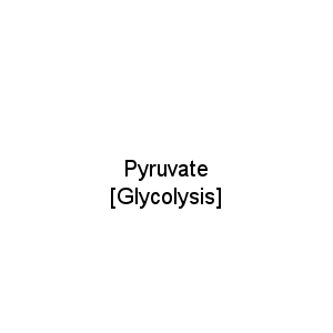 Pyruvate [Glycolysis]